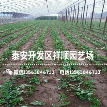 出售红玉草莓苗供应价格、2019年红玉草莓苗一棵多少钱
