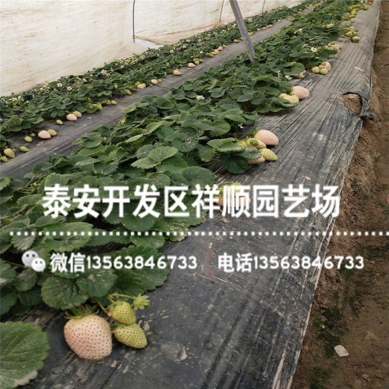 麦特莱草莓苗近期报价、麦特莱草莓苗价格多少