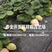 新品种菠萝蜜草莓苗新品种、菠萝蜜草莓苗种植技术