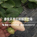 新品种隋珠草莓苗基地哪里有、新品种隋珠草莓苗价格多少
