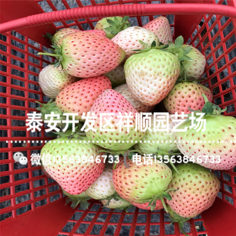2019年白雪公主草莓苗批发出售、白雪公主草莓苗一亩地种多少棵