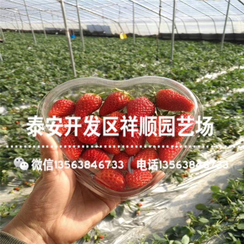 京泉香草莓苗出售基地、2019年京泉香草莓苗一亩地种多少棵