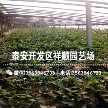 2019年紅顏草莓苗出售價(jià)格、新品種紅顏草莓苗多少錢