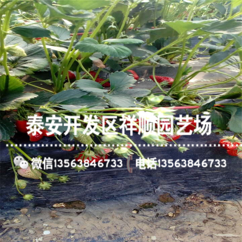 新品种宁玉草莓苗批发出售、宁玉草莓苗2019新报价