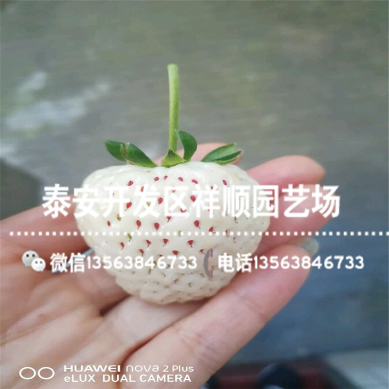 新品种宁玉草莓苗价格、宁玉草莓苗种植基地