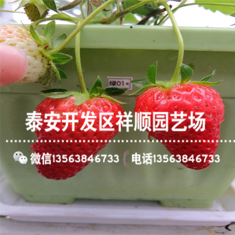 新品种隋珠草莓苗价格及报价、新品种隋珠草莓苗品种介绍