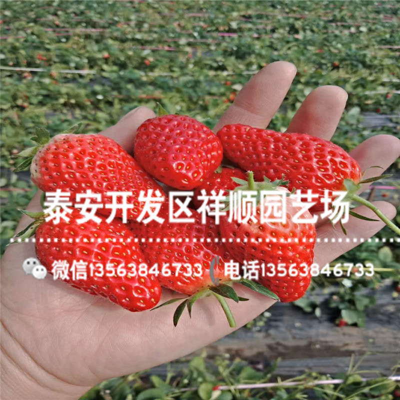 圣诞红草莓苗哪里便宜、新品种圣诞红草莓苗多少钱