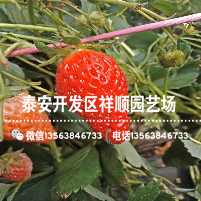 出售法兰地草莓苗哪里便宜、法兰地草莓苗上车价格