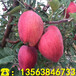 澳洲青苹果树苗价格、澳洲青苹果树苗哪里便宜