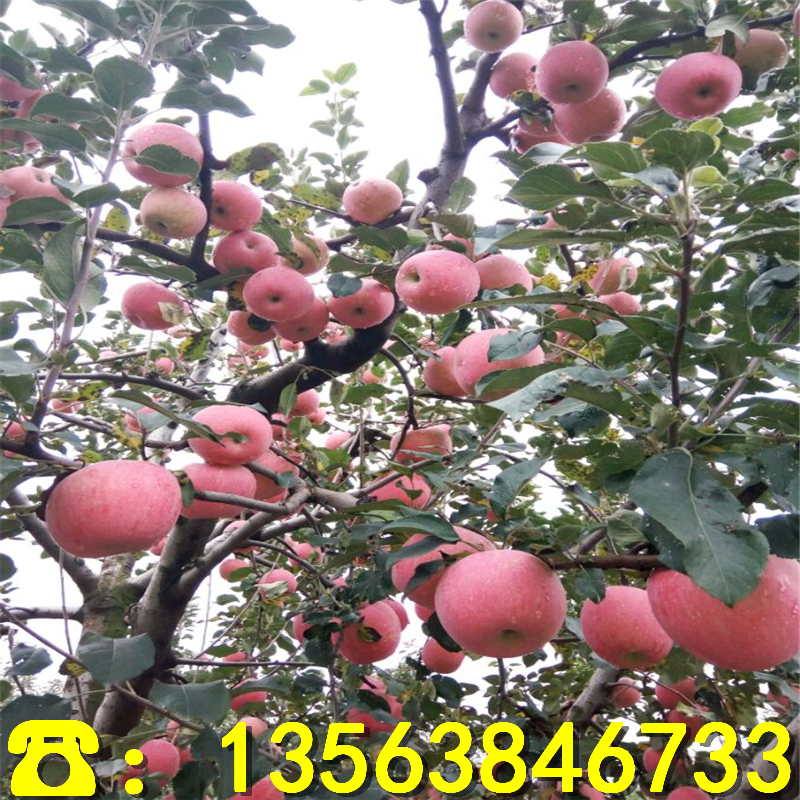 新品种蜜脆苹果苗什么价格、蜜脆苹果苗附近哪里有