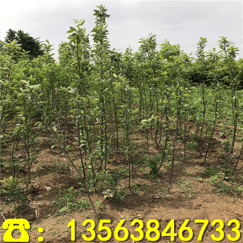 矮化自根砧苹果树苗多少钱、矮化自根砧苹果树苗批发基地
