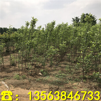 矮化自根砧苹果树苗出售基地、矮化自根砧苹果树苗多少钱一棵