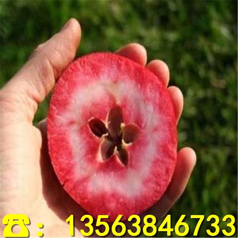 新品种蜜脆苹果苗什么价格、蜜脆苹果苗附近哪里有