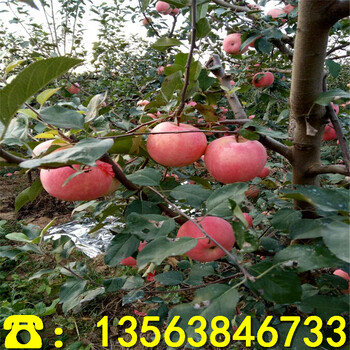 2019年水蜜桃苹果苗哪里有卖、水蜜桃苹果苗出售价钱