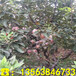 优质黑苹果树苗出售基地、黑苹果树苗价格及报价