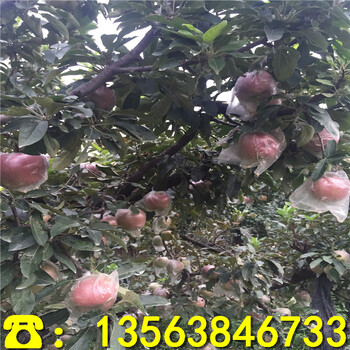 盆栽苹果树苗批发出售、盆栽苹果树苗多少钱一株