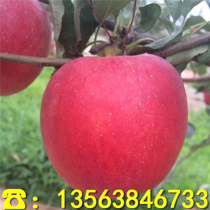 早熟鲁丽苹果树苗哪里有、早熟鲁丽苹果树苗每日报价