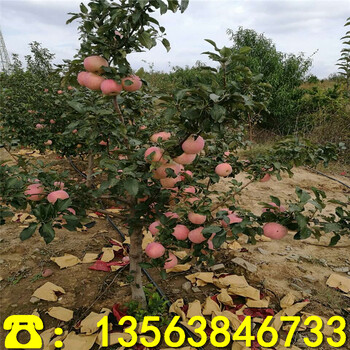 2019年盆栽苹果树苗出售价格、盆栽苹果树苗多少钱一株