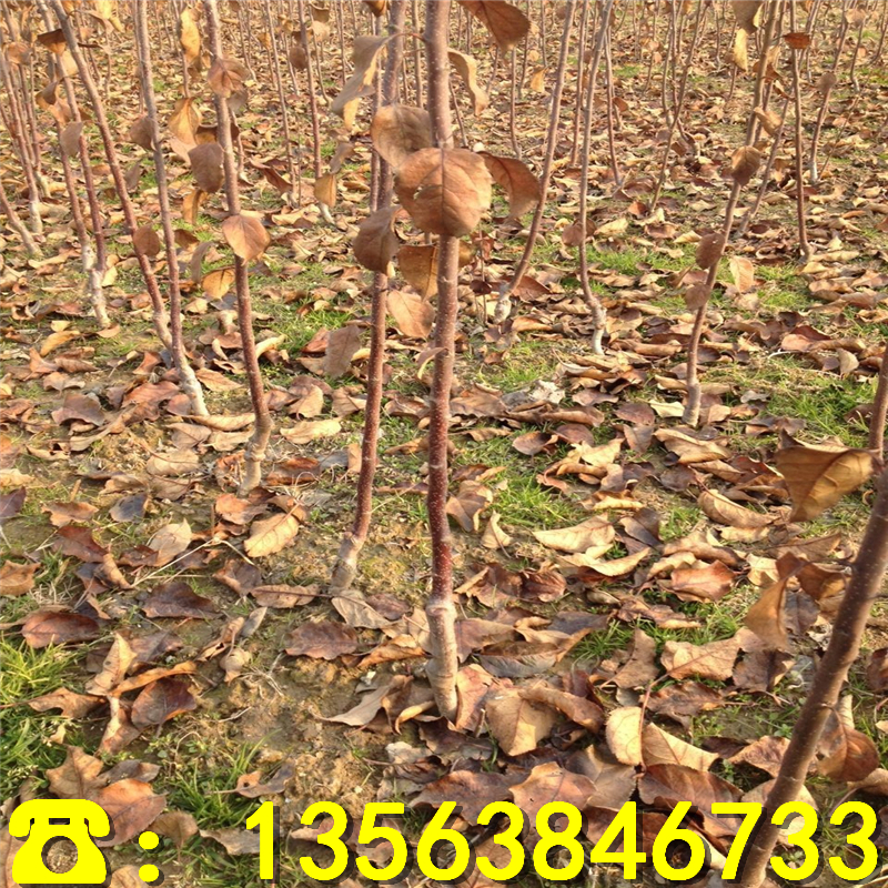 矮化M9T337苹果树苗哪里有卖、矮化M9T337苹果树苗哪里便宜