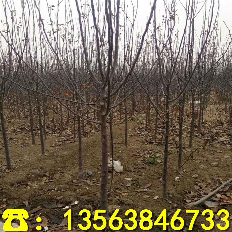 矮化自根砧苹果树苗多少钱、矮化自根砧苹果树苗批发基地