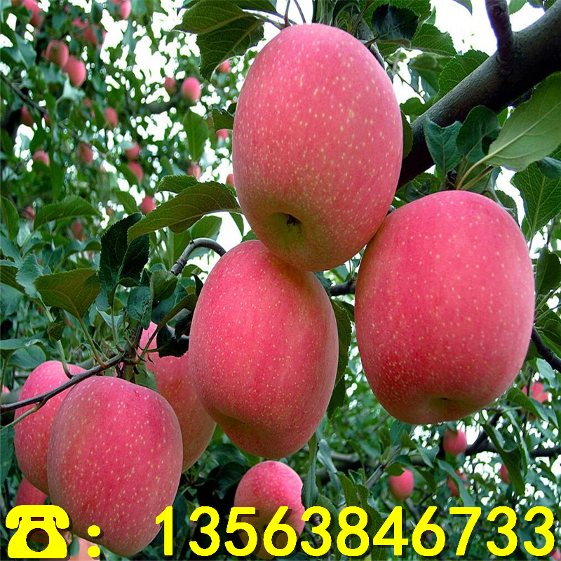 盆栽苹果树苗哪里有卖、盆栽苹果树苗批发价格