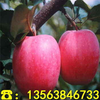 矮化中间砧苹果树苗供应价格、矮化中间砧苹果树苗批发价位