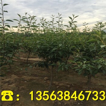 意大利黑梨树苗基地哪里有、2019年意大利黑梨树苗批发价位