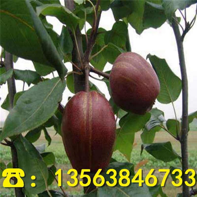 新品种5公分梨树苗、5公分梨树苗多少钱一株