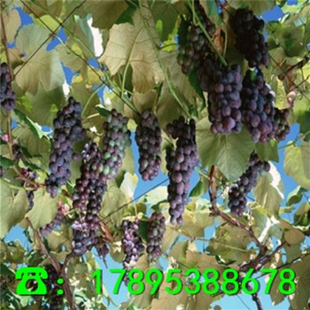 晴王葡萄苗前景怎么樣、出售晴王葡萄苗批發(fā)基地