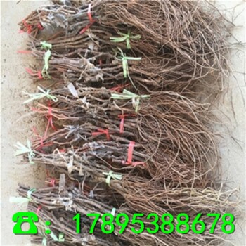 紹星一號(hào)葡萄苗哪里有賣、批發(fā)紹星一號(hào)葡萄苗一棵多少錢