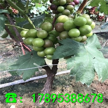 紅巴拉多葡萄苗價格、新品種紅巴拉多葡萄苗附近哪里有