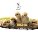 广东天农优品生态清远鸡特色土鸡养殖散养新鲜图片