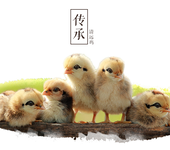 广东天农优品清远鸡土鸡销售清远鸡蛋土鸡苗