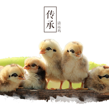 广东天农优品清远鸡土鸡养殖场农家散养鸡蛋新鲜