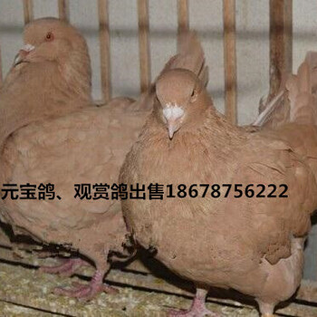 养殖肉鸽好养吗