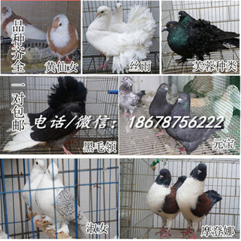 河南山东安徽大的肉鸽养殖场哪里有卖种鸽的