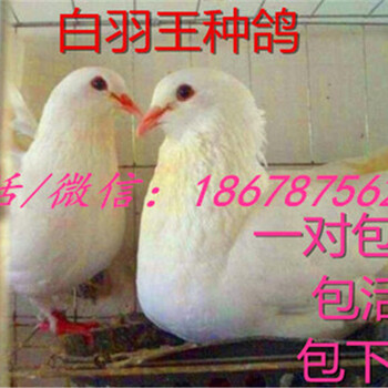 北京肉鸽养殖场北京哪里有卖观赏鸽的