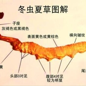 佛山回收冬虫夏草“佛山回收玉树虫草新价格表”