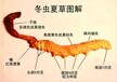 狮岭回收西藏那曲冬虫夏草多少钱一克