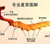 黄埔大沙地回收西藏那曲冬虫夏草多少钱一克