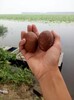 微山湖烤鴨蛋