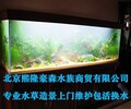 北京专业清洗鱼缸水族箱托管维护包活服务