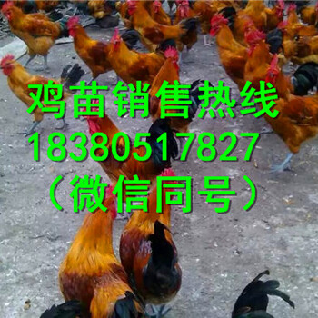 甘肃定西渭源县绿壳蛋鸡苗养殖场地