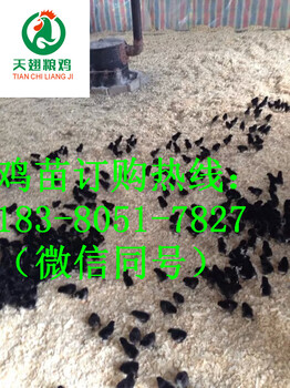 四川宜宾珙县快大黑鸡苗孵化场，快大黑鸡苗批发市场