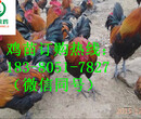 四川成都温江县血毛土鸡苗养殖方法，血毛土鸡苗出售