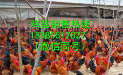四川遂宁蓬溪县散养土鸡苗销售，散养土鸡苗报价图片2