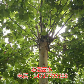 供應(yīng)出售12-15公分原生冠法桐