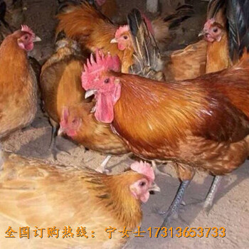 绵阳三台淮南王鸡苗的养殖过程和技术指导