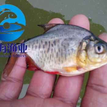 苗場白鯧魚苗淡水紅鯧魚苗批發(fā)各規(guī)格水花朝苗