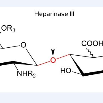 肝素酶III（heparinaseIII）货号：AS00-8891